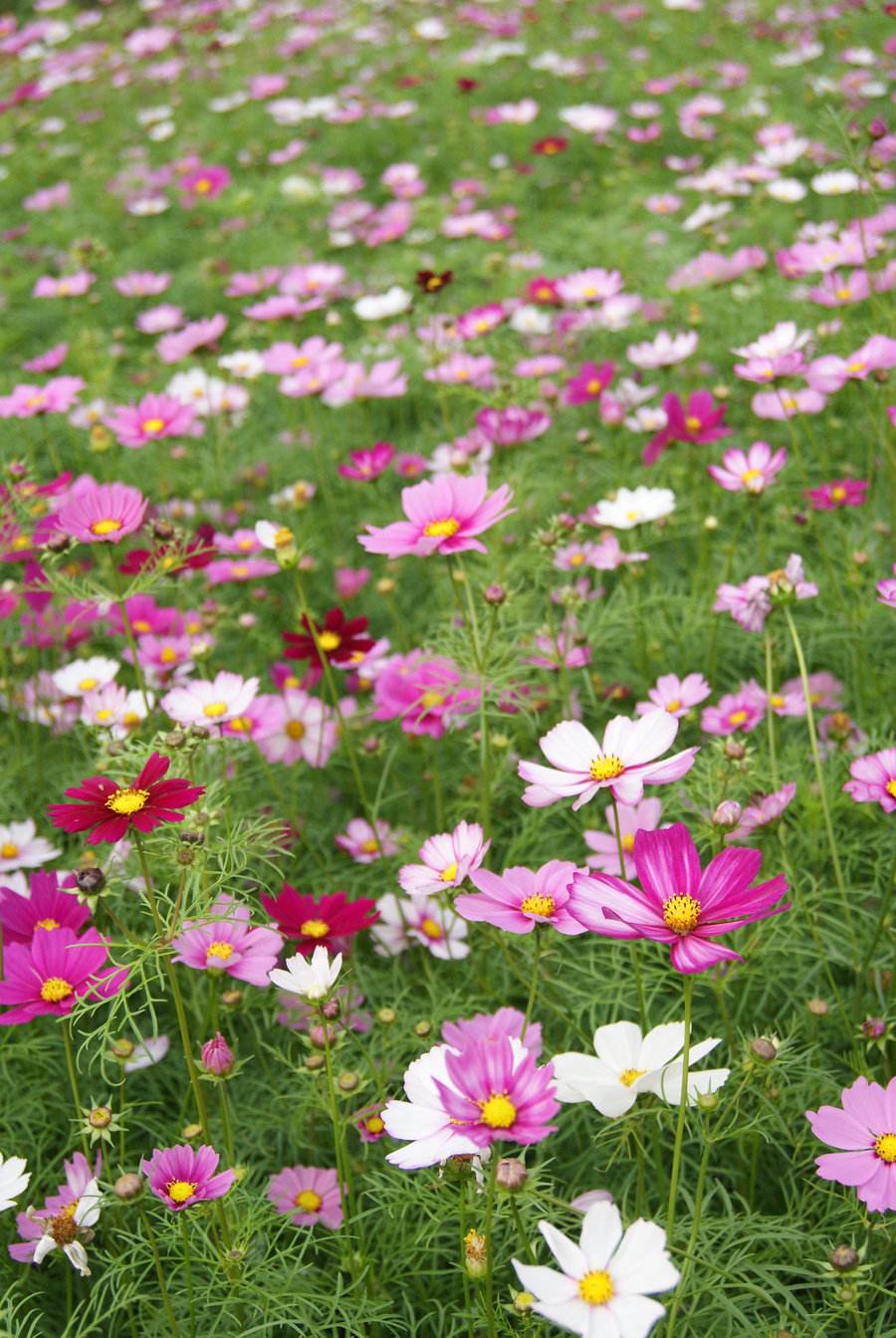 長沙東日園林工程有限公司,長沙園林綠化工程,長沙綠化養(yǎng)護(hù)管理 長沙東日園林工程有限公司,長沙園林綠化工程,長沙綠化養(yǎng)護(hù)管理