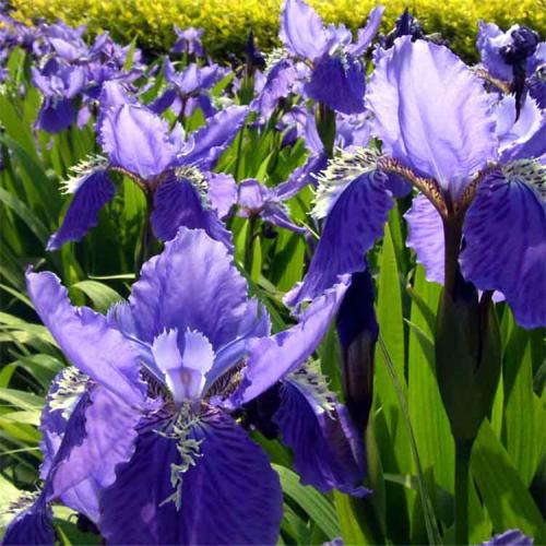 長(zhǎng)沙東日?qǐng)@林工程有限公司,長(zhǎng)沙園林綠化工程,長(zhǎng)沙綠化養(yǎng)護(hù)管理 長(zhǎng)沙東日?qǐng)@林工程有限公司,長(zhǎng)沙園林綠化工程,長(zhǎng)沙綠化養(yǎng)護(hù)管理