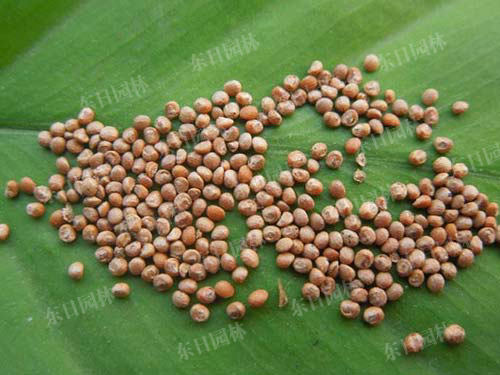 長(zhǎng)沙東日?qǐng)@林工程有限公司,長(zhǎng)沙園林綠化工程,長(zhǎng)沙綠化養(yǎng)護(hù)管理 長(zhǎng)沙東日?qǐng)@林工程有限公司,長(zhǎng)沙園林綠化工程,長(zhǎng)沙綠化養(yǎng)護(hù)管理