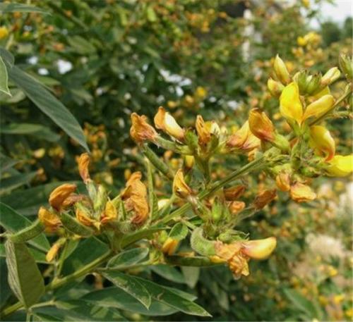 長沙東日園林工程有限公司,長沙園林綠化工程,長沙綠化養(yǎng)護(hù)管理 長沙東日園林工程有限公司,長沙園林綠化工程,長沙綠化養(yǎng)護(hù)管理