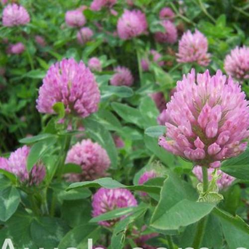 長沙東日?qǐng)@林工程有限公司,長沙園林綠化工程,長沙綠化養(yǎng)護(hù)管理 長沙東日?qǐng)@林工程有限公司,長沙園林綠化工程,長沙綠化養(yǎng)護(hù)管理